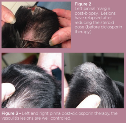 Natural treatment of cheap canine ear tip vasculitis